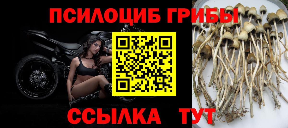 Псилоцибиновые грибы Psilocybe Кинель
